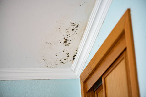 Reliable North Ridgeville, OH Mold Removal Solutions