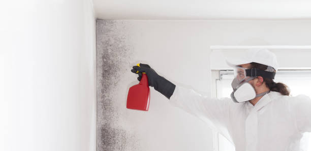 Best Toxic Mold Removal  in North Ridgeville, OH