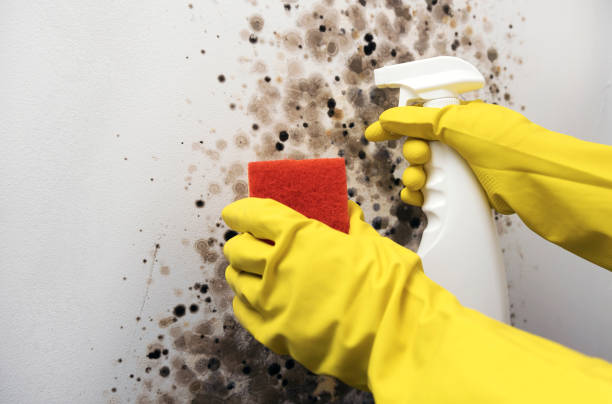 Best Commercial Mold Removal  in North Ridgeville, OH