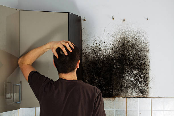 Best Residential Mold Removal  in North Ridgeville, OH