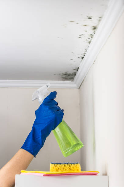 Best Mold Remediation Services  in North Ridgeville, OH